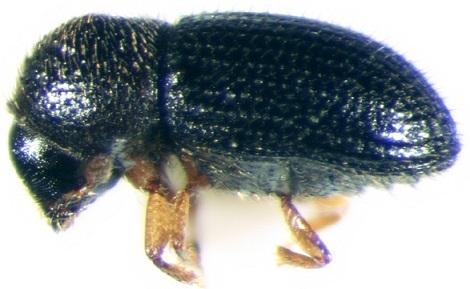 Hypothenemus hampei (Ferrari, 1867) Hypothenemus hampei (Ferrari, 1867)