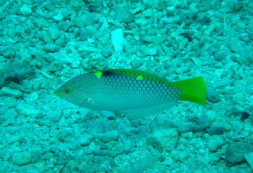 Halichoeres hortulanus@fishdb-media-552