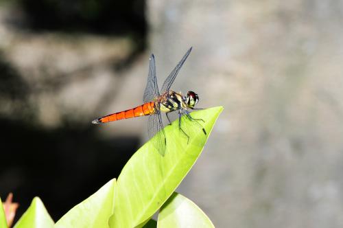 廣腹蜻蜓 @Lyriothemis elegantissima_台北關渡