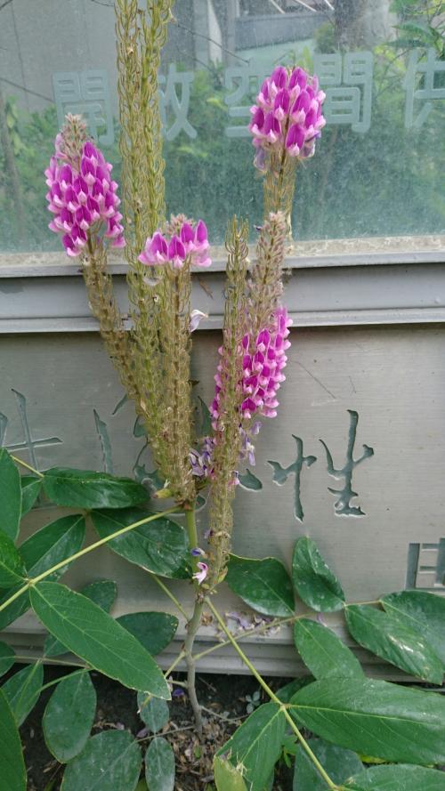 貓尾草