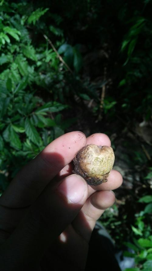 鬼石櫟 鬼石櫟