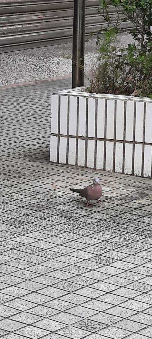珠頸斑鳩
