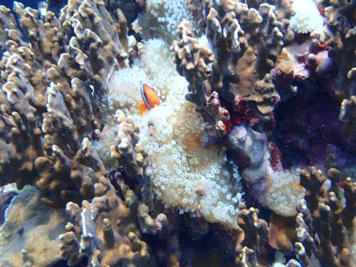 白條雙鋸魚 白條雙鋸魚