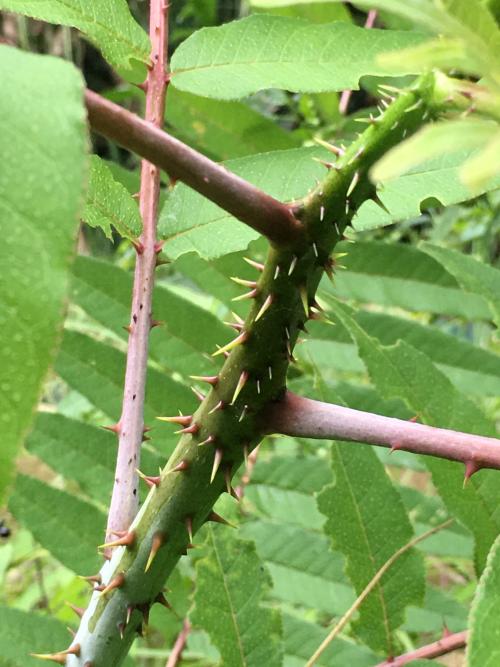 食茱萸