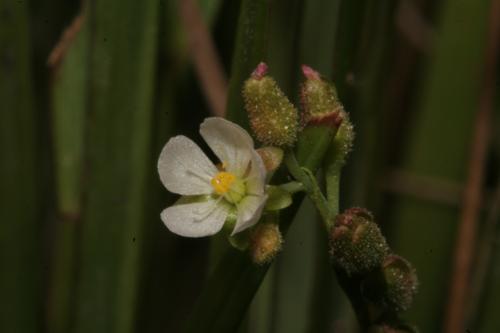 金錢草-Droseraceae茅膏菜科-茅膏菜屬-Drosera burmannii-20081029嘉義-彌陀溼地-雙子葉-IMG_1985