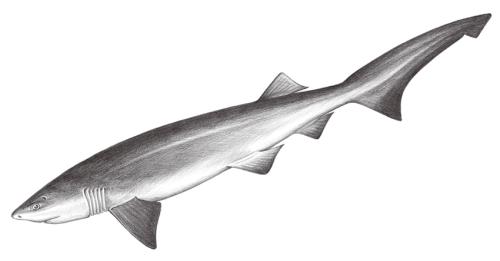 Hexanchus griseus@Jheng0086
