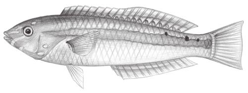 Halichoeres hartzfeldii@Jheng1770