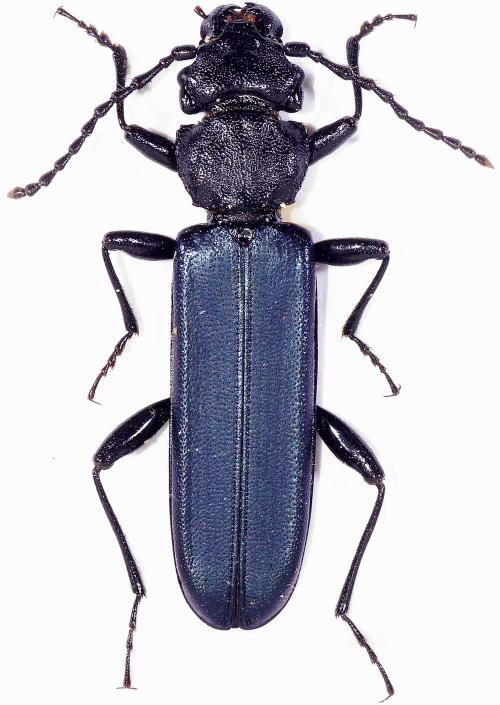 藍翅扁甲標本照