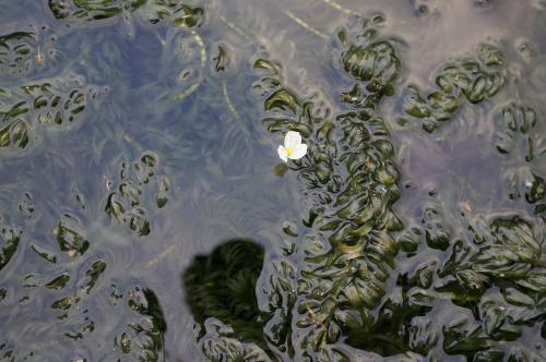水蘊草