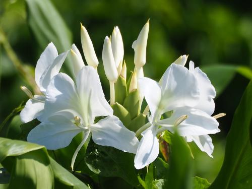 野薑花 野薑花