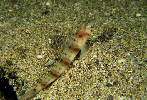 Amblyeleotris japonica@fishdb-media-5207