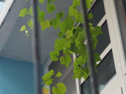 山葡萄 山葡萄