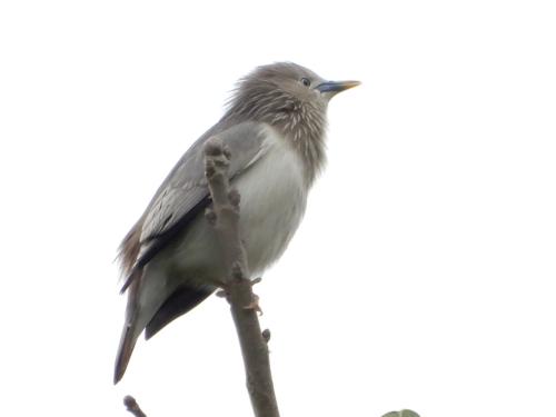 灰頭椋鳥 灰頭椋鳥
