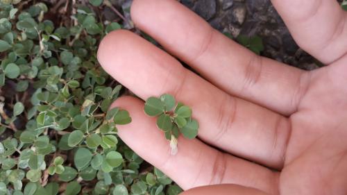 蠅翼草 蠅翼草