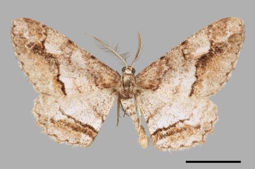 Rikiosatoa fucataria[大雄帥尺蛾][00069538]