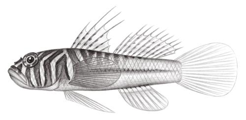 Priolepis semidoliata@Jheng2187 Priolepis semidoliata@Jheng2187
