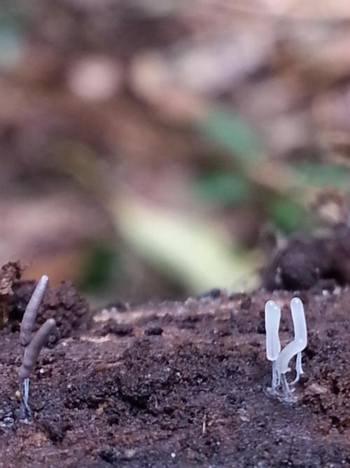 Stemonitopsis typhina(香蒲半髮網黏菌)