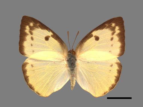 Catopsilia pomona[銀紋淡黃蝶][00014164]