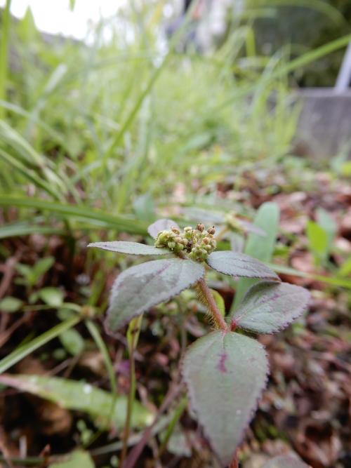 飛揚草