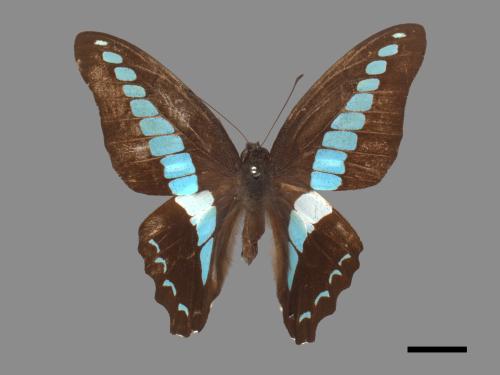 Graphium sarpedon connectens[青帶鳳蝶][00013870]