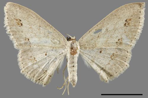 Scopula formosana[細紋姬尺蛾][00056423]
