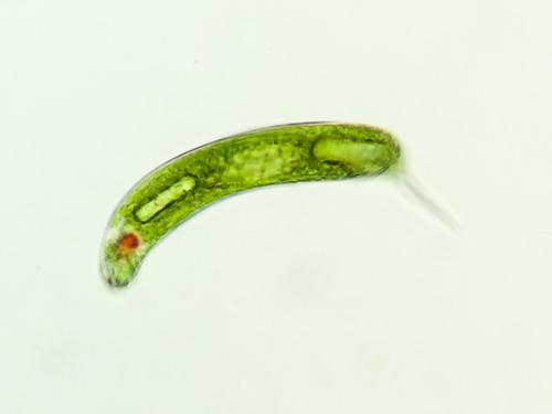 Lepocinclis oxyuris