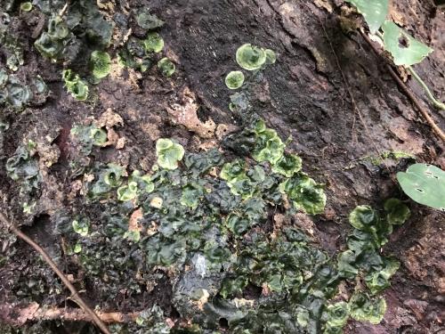 盾形單葉假脈蕨