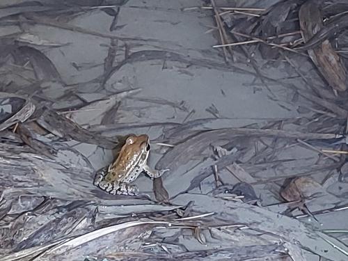 闊褶蛙 闊褶蛙