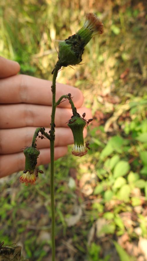 野茼蒿