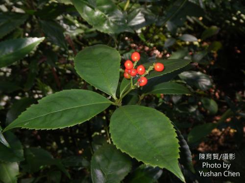 草珊瑚