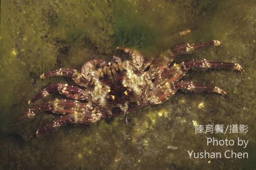 無斑斜紋蟹