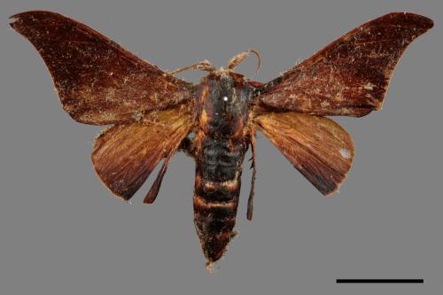 Mustilia sphingiformis gerontica[鉤翅赭蠶蛾][00053094]