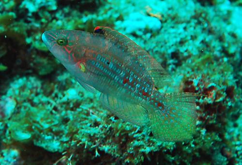 Oxycheilinus bimaculatus @fishdb-media-6159 Oxycheilinus bimaculatus @fishdb-media-6159