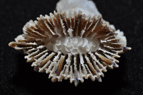 Caryophyllia spinicarens_棘緣葵珊瑚_6792-003_0258