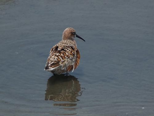 20090729_380216_Curlew_Sandpiper_P4233794.jpg