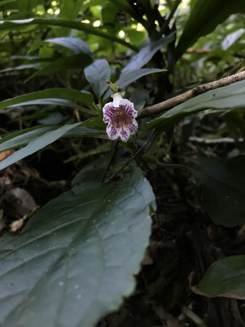 角桐草 角桐草
