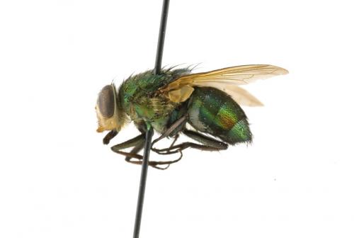 Isomyia electa lateral Isomyia electa lateral
