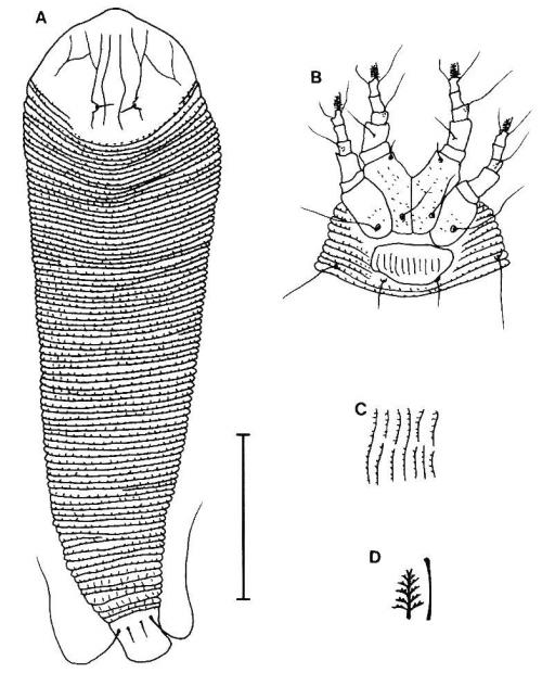 Proiectus taiwanensis Huang, 2001 Proiectus taiwanensis Huang, 2001