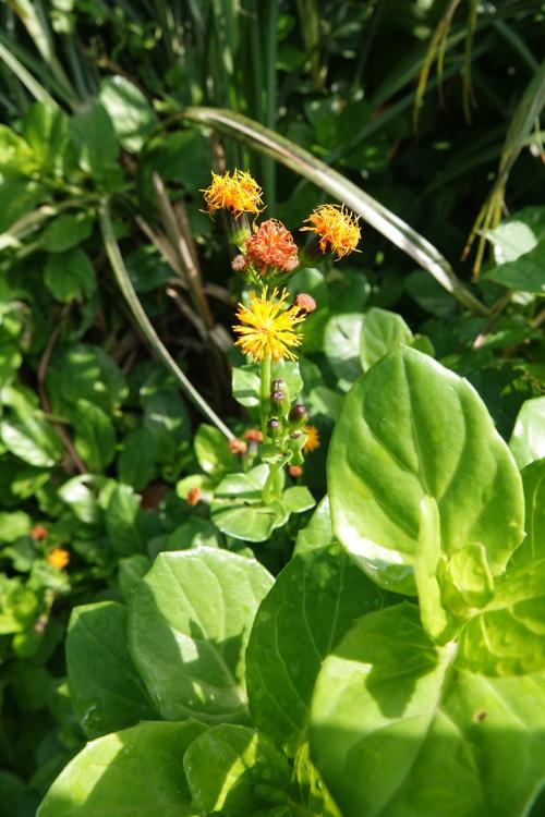 蘭嶼木耳菜 蘭嶼木耳菜