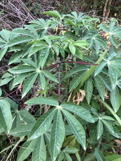 木薯 木薯