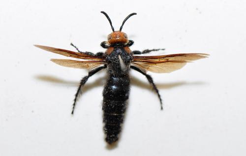 橙頭土蜂 Scolia sp. 橙頭土蜂 Scolia sp.