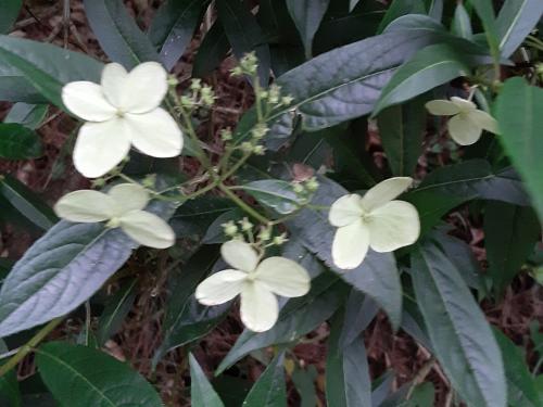 華八仙(華南分布)