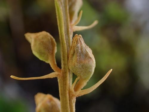臺灣粉條兒菜