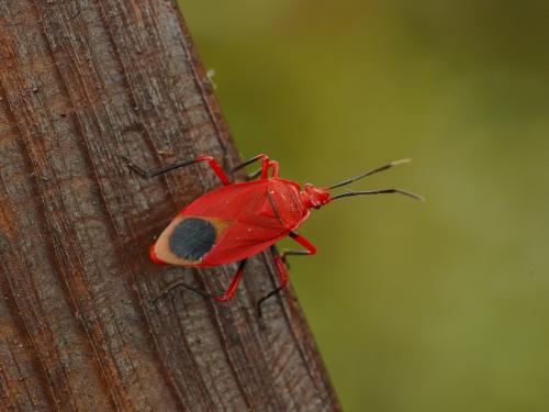 短光紅椿