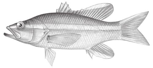 Liopropoma aragai@Jheng1057 Liopropoma aragai@Jheng1057