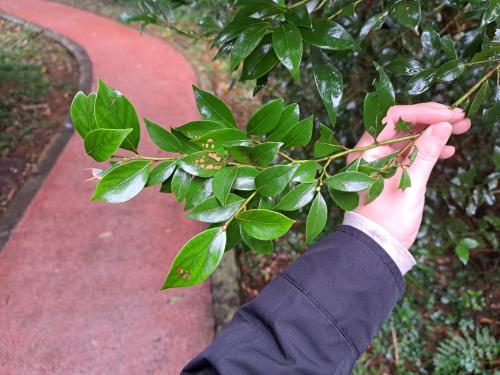 香葉樹