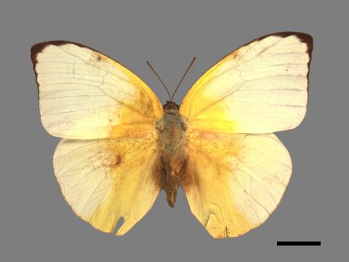 Catopsilia pomona[銀紋淡黃蝶][00014134]