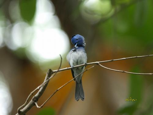 20090724_380328_Black-naped_Monarch_2961.jpg