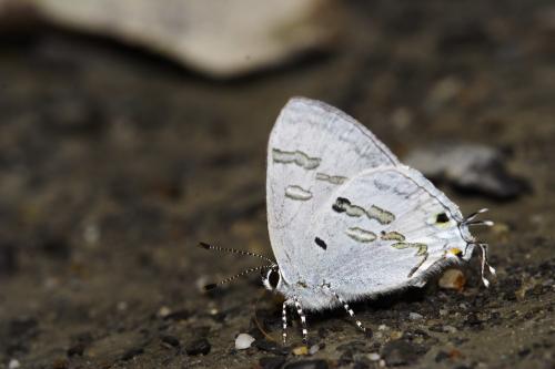 20090929_345738_Hypolycaena kina inari_a.jpg