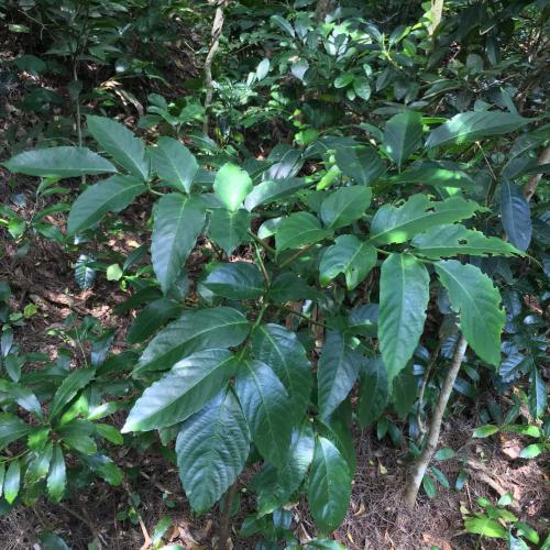 菲律賓火筒樹 菲律賓火筒樹